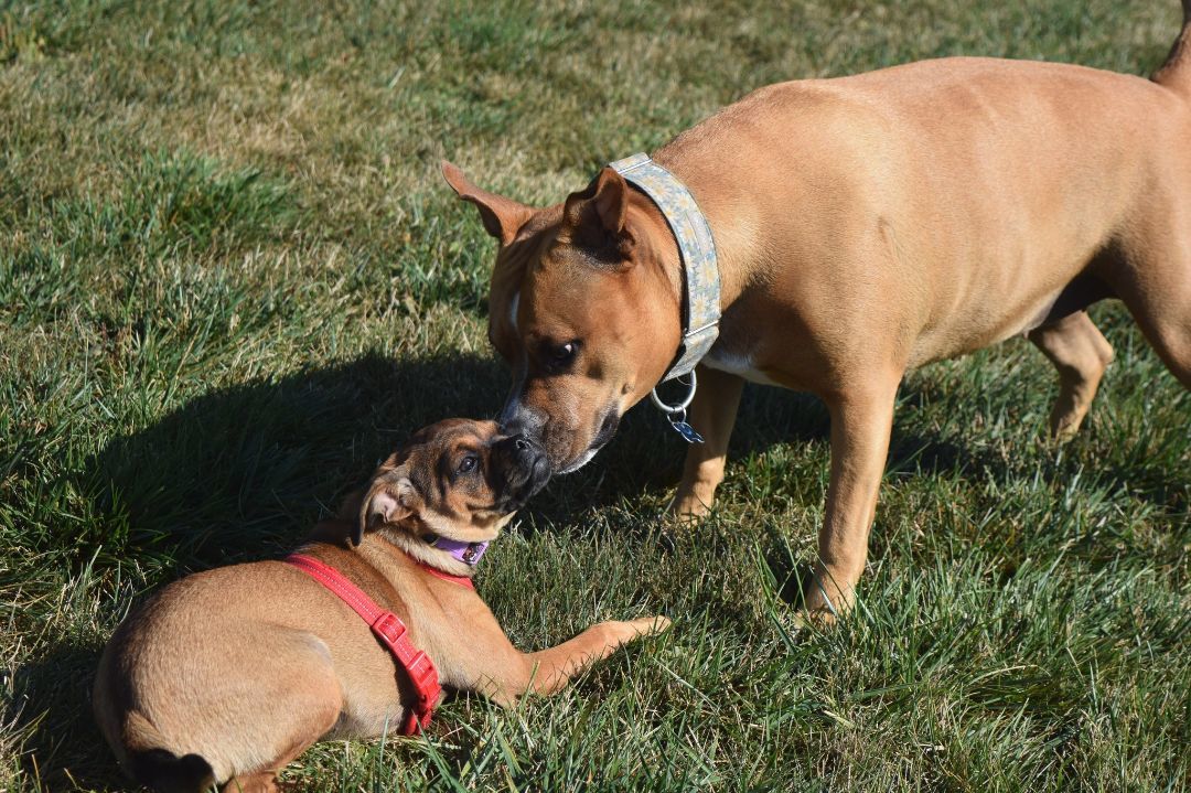Ginny, Adoptable, Adult Female Pit Bull Terrier.