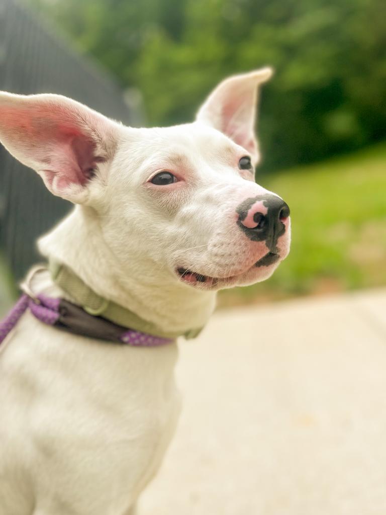 Enlarge Luna, a Adoptable Terrier in Springfield, TN image 1/5