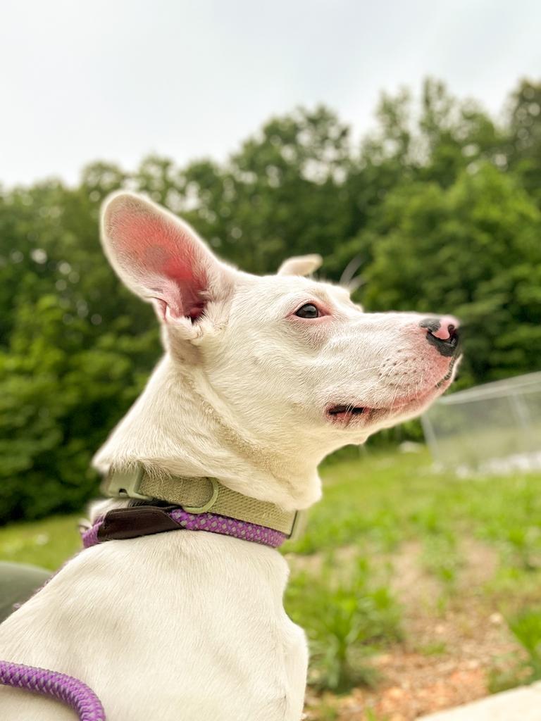 Enlarge Luna, a Adoptable Terrier in Springfield, TN image 2/5