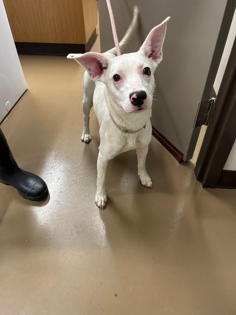 Enlarge Luna, a Adoptable Terrier in Springfield, TN image 3/5