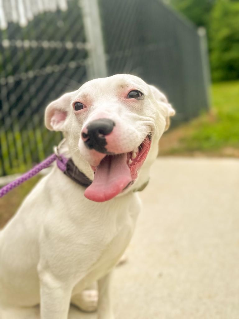 Enlarge Luna, a Adoptable Terrier in Springfield, TN image 4/5