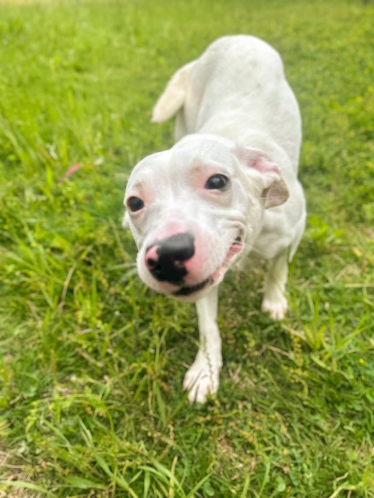 Enlarge Luna, a Adoptable Terrier in Springfield, TN image 5/5