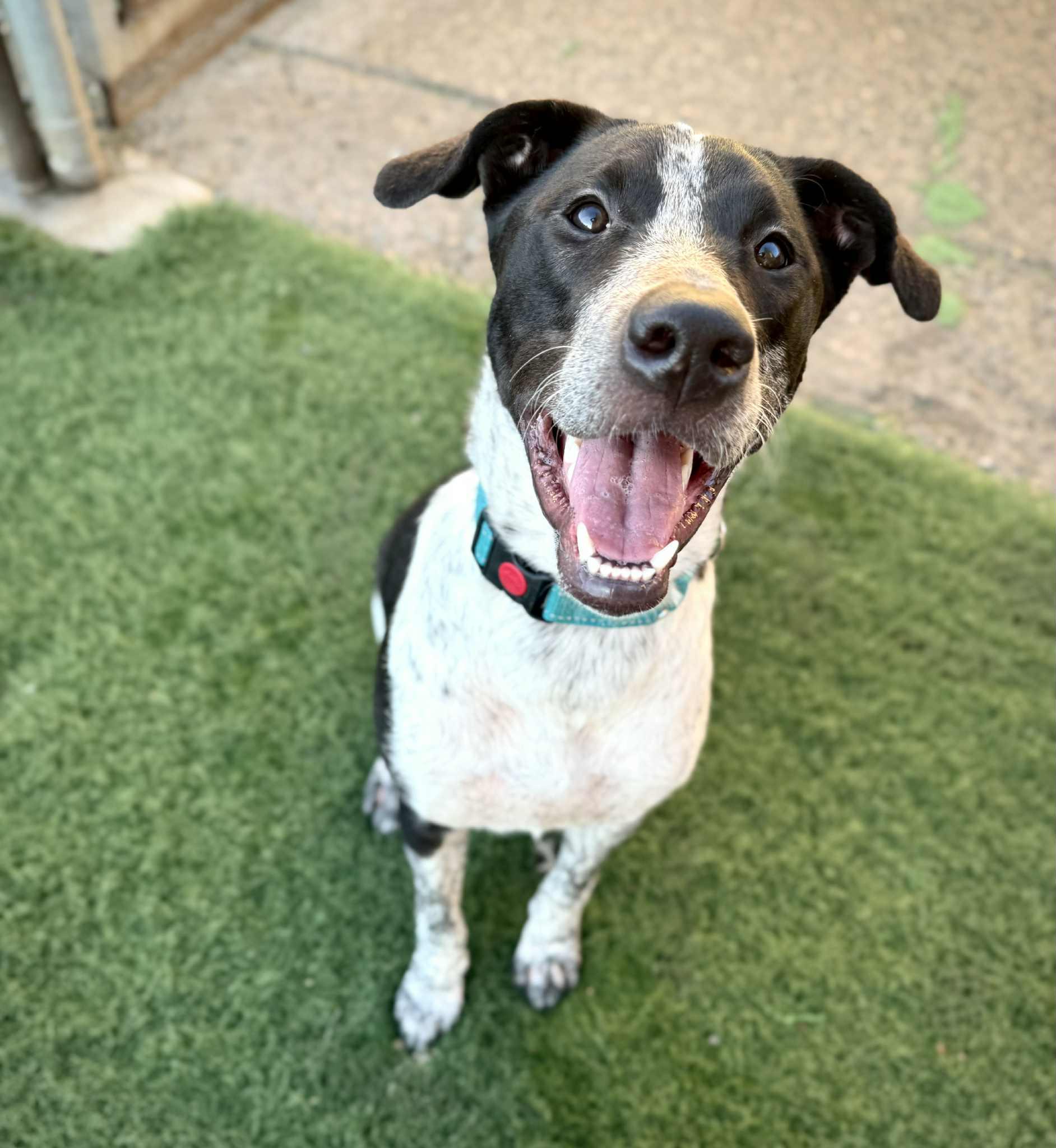 Panda, Adoptable, Young Female American Staffordshire Terrier & Greyhound.