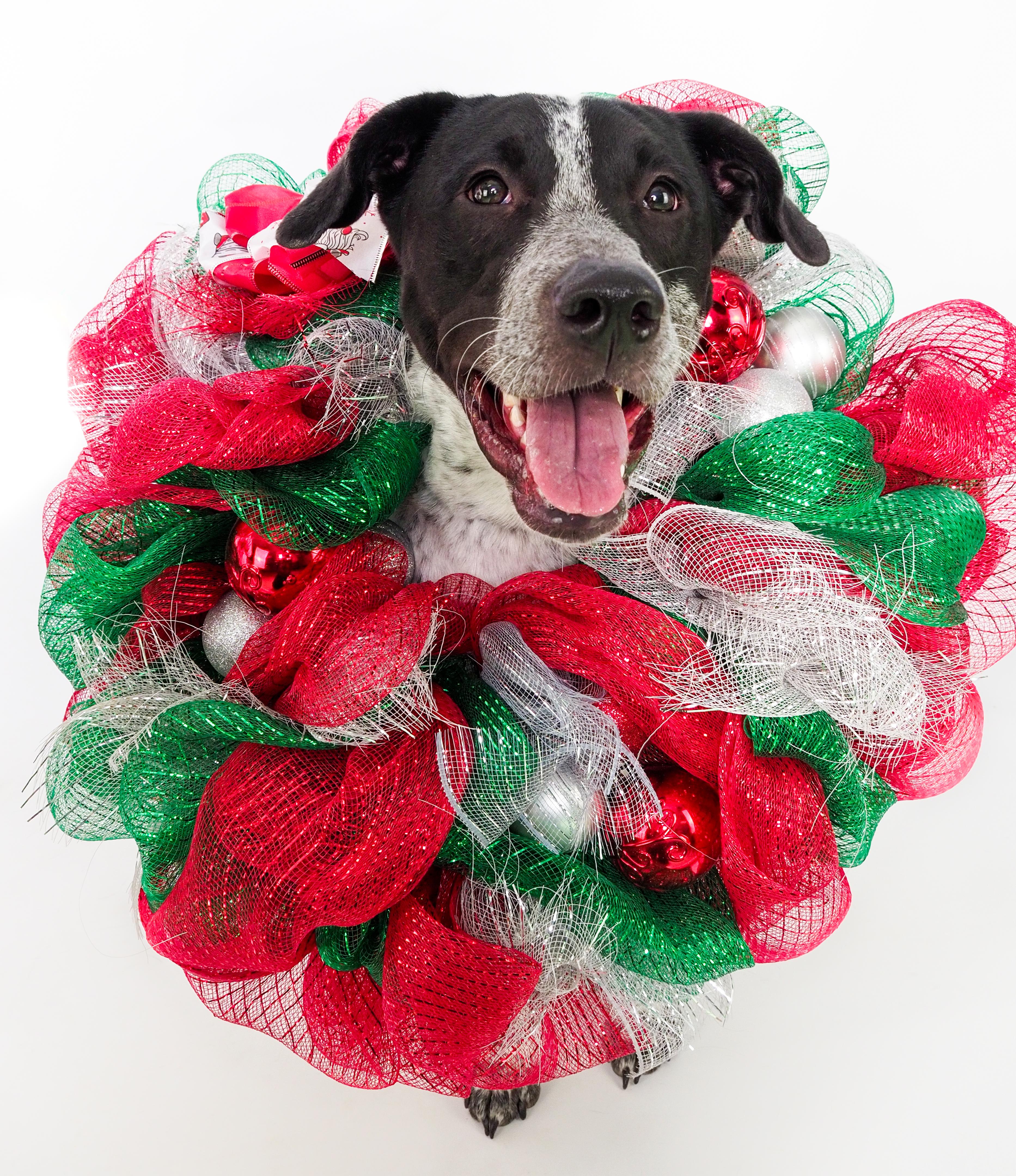 Panda, Adoptable, Young Female American Staffordshire Terrier & Greyhound.