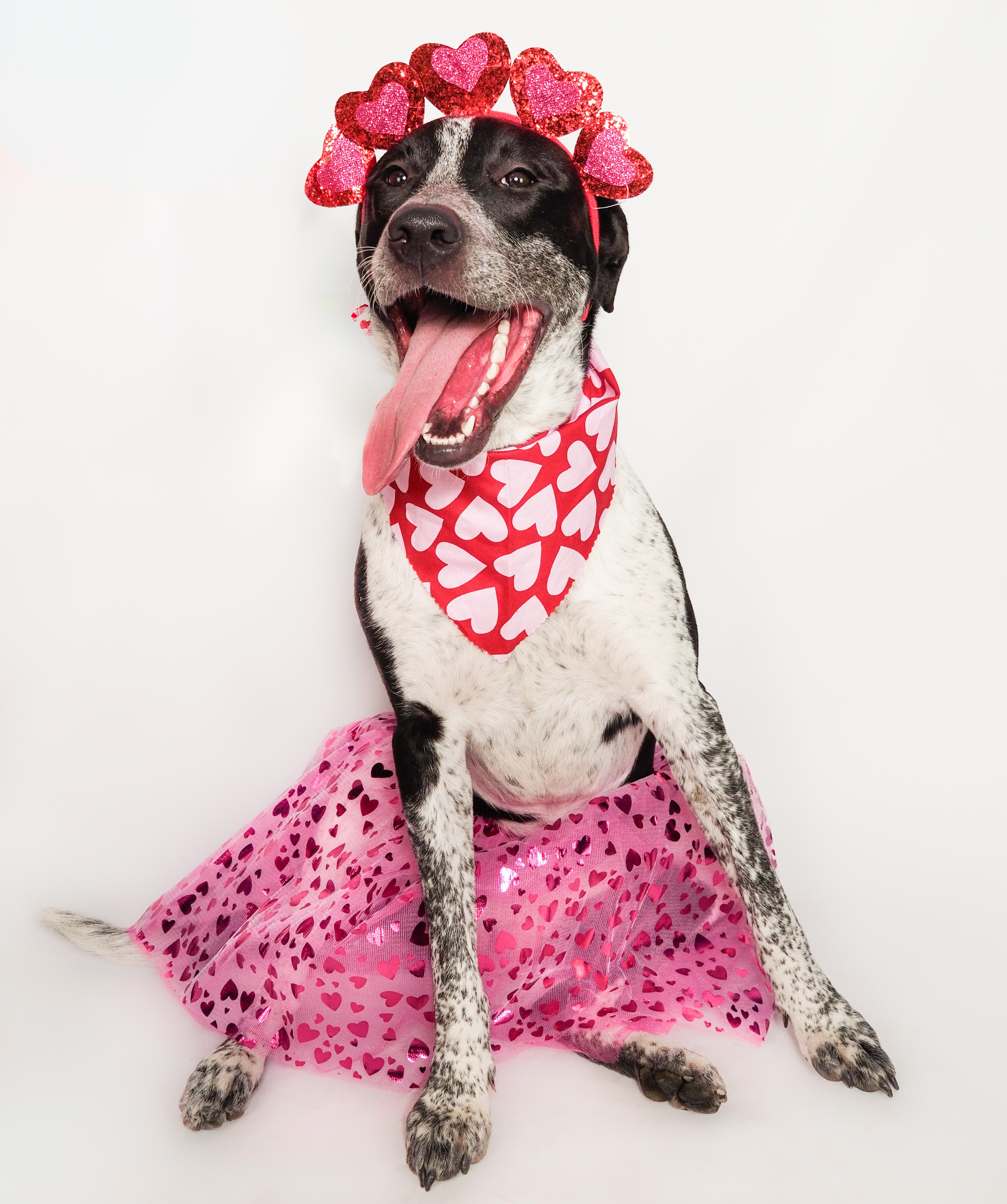 Panda, Adoptable, Young Female American Staffordshire Terrier & Greyhound.
