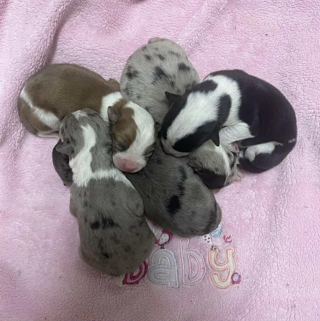 Enlarge Panda, a Adoptable mixed breed in PHOENIX, AZ image 6/6