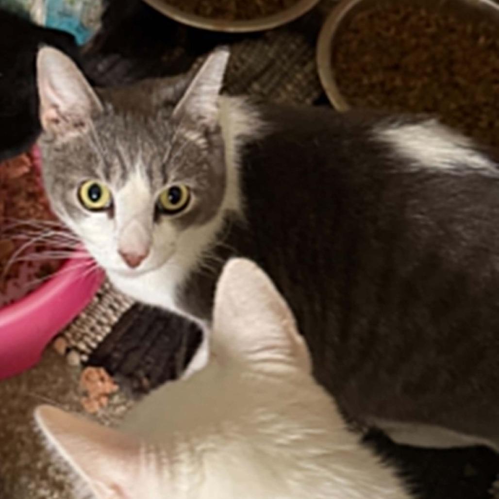Enlarge Fish, a Adoptable Domestic Short Hair in Wilmington, NC image 2/6