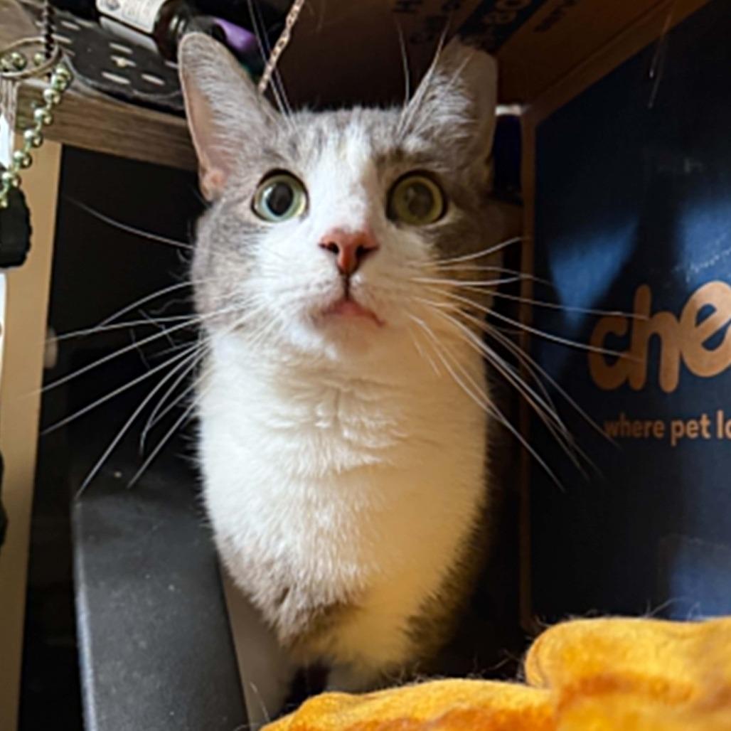 Enlarge Fish, a Adoptable Domestic Short Hair in Wilmington, NC image 3/6