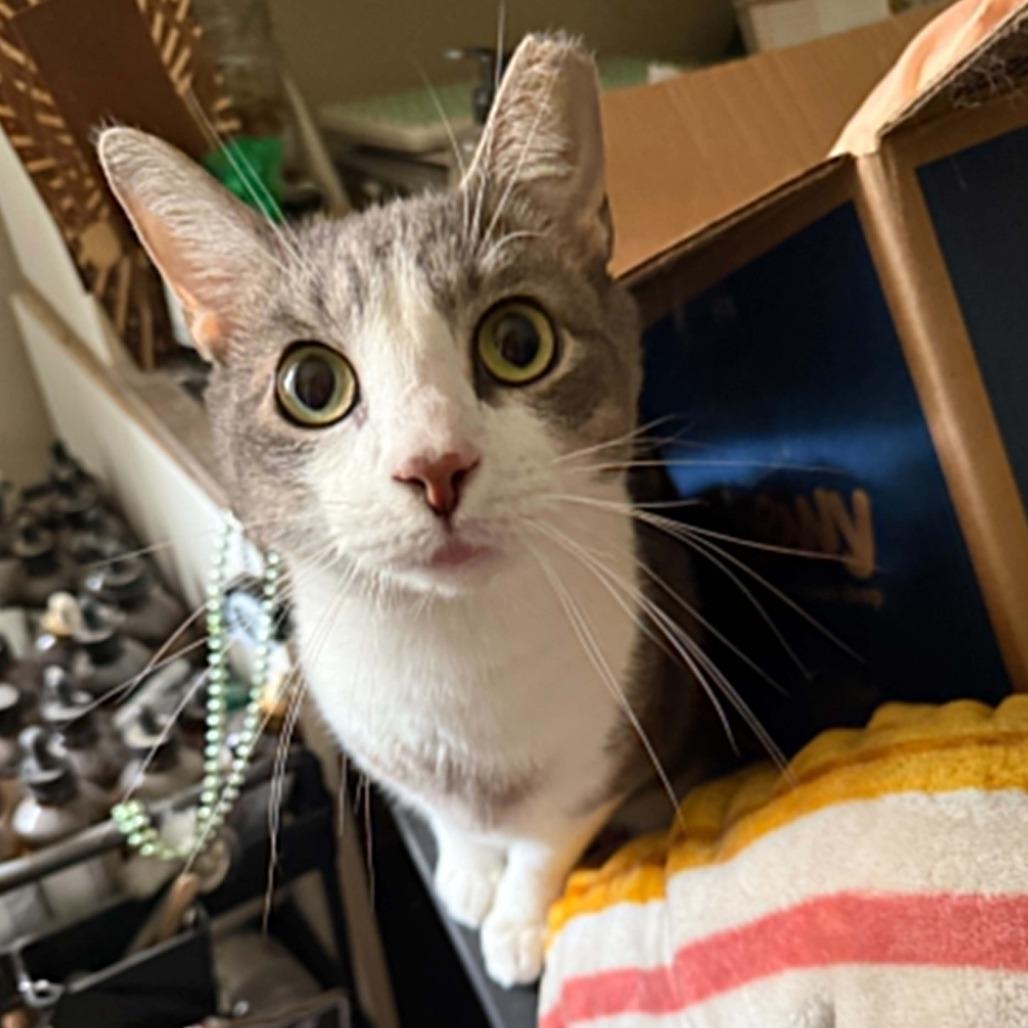 Fish, Adoptable, Adult Male Domestic Short Hair.