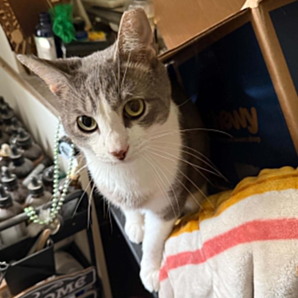 Enlarge Fish, a Adoptable Domestic Short Hair in Wilmington, NC image 4/6