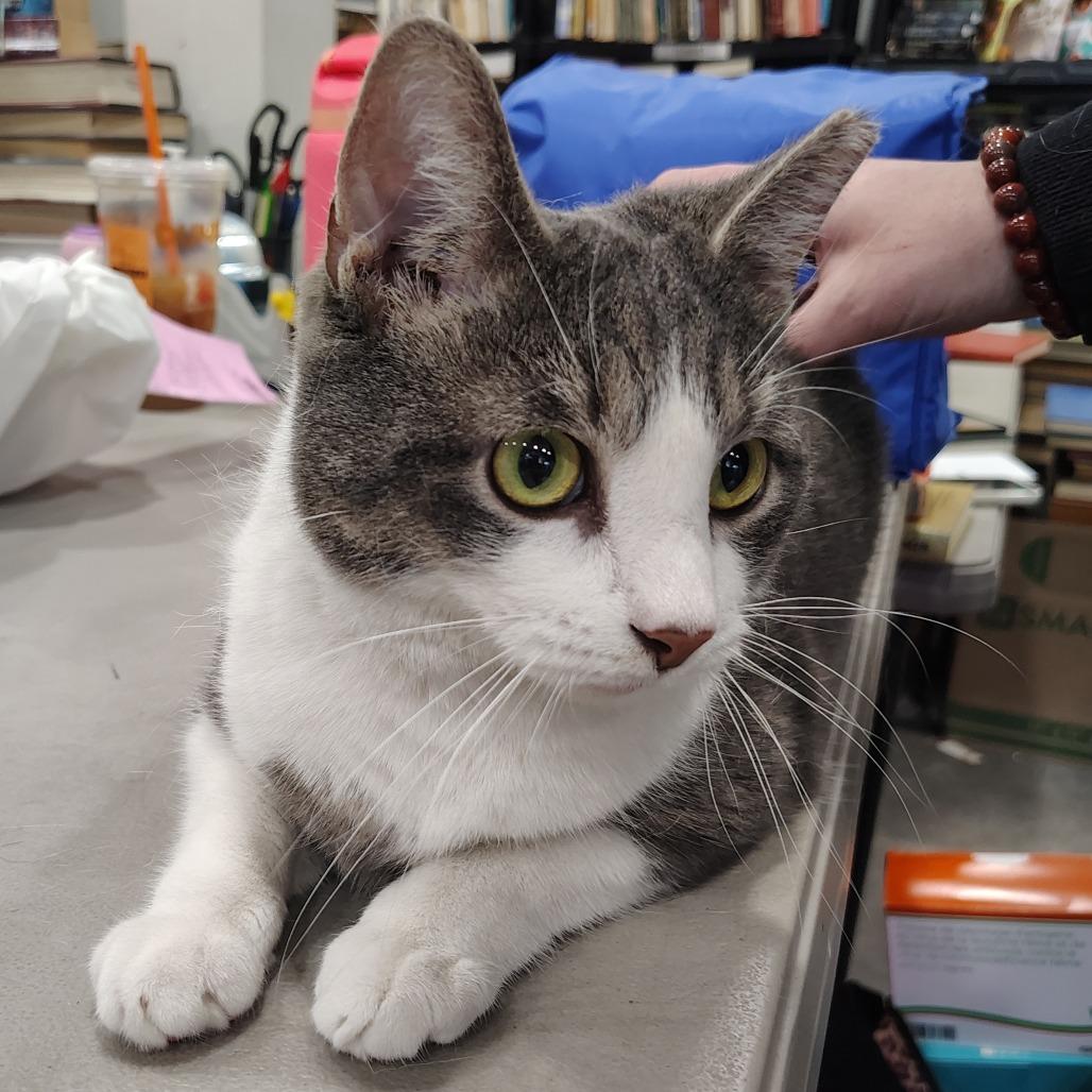 Enlarge Fish, a Adoptable Domestic Short Hair in Wilmington, NC image 5/6