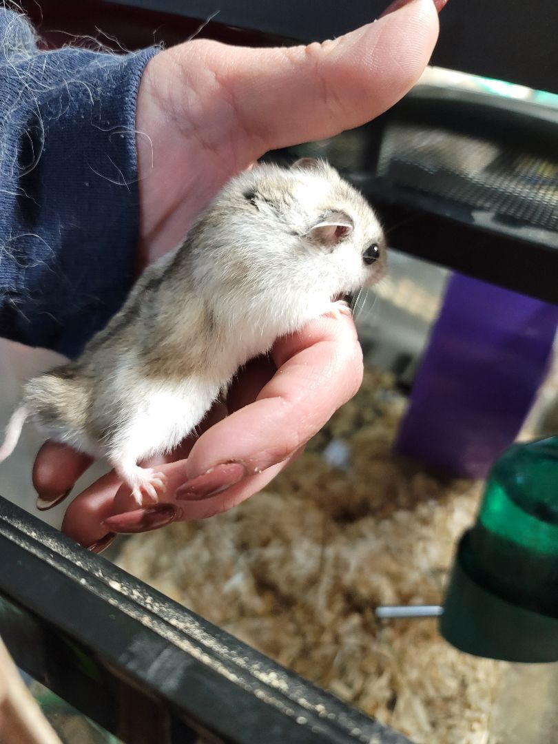 Mousy, Adopted, Young Male Dwarf Hamster.