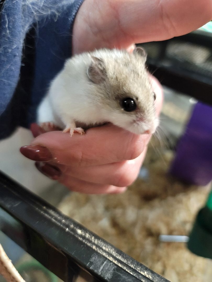 Mousy, a Adopted Dwarf Hamster in Poughkeepsie, NY image 2/2
