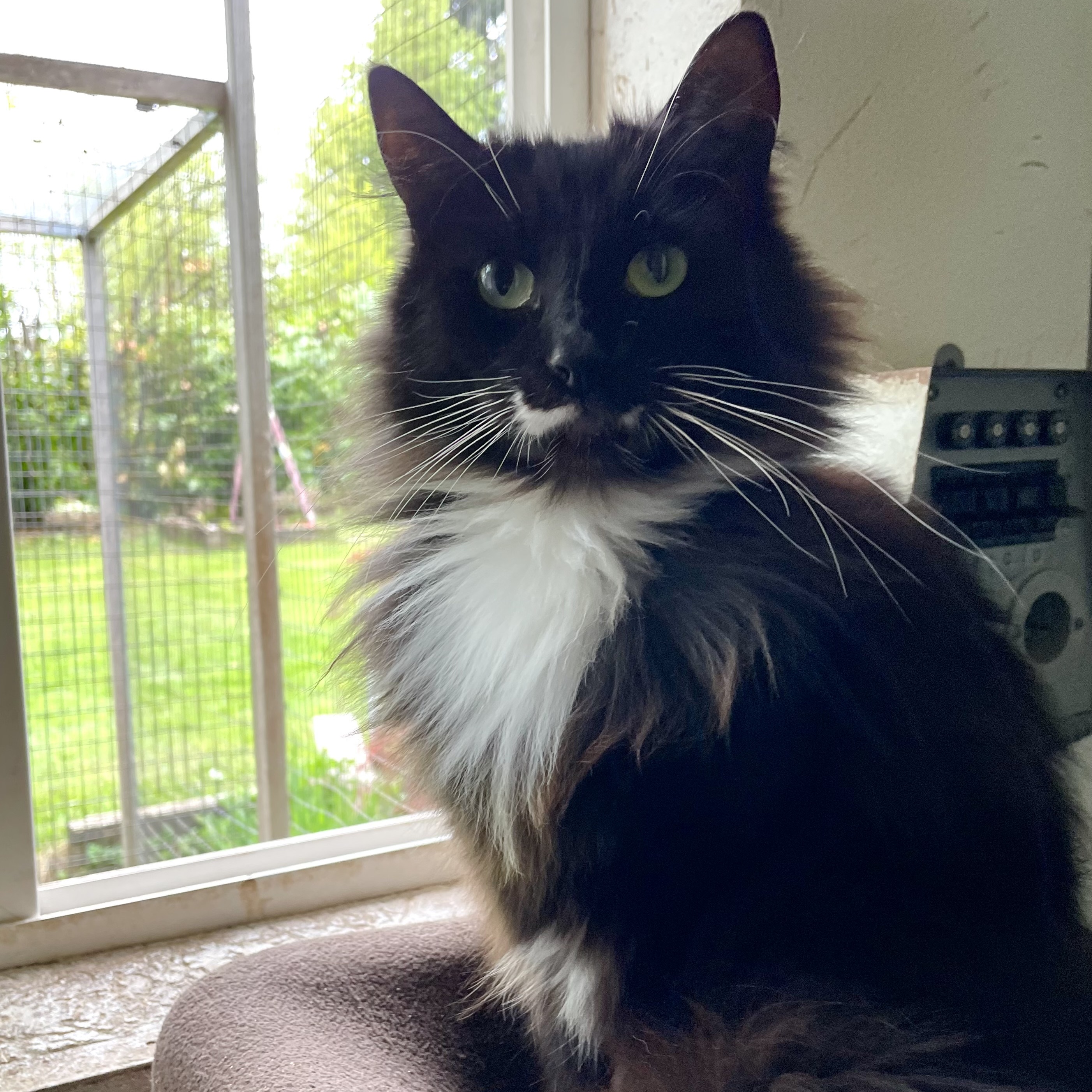 Highland, Adoptable, Adult Male Domestic Medium Hair.