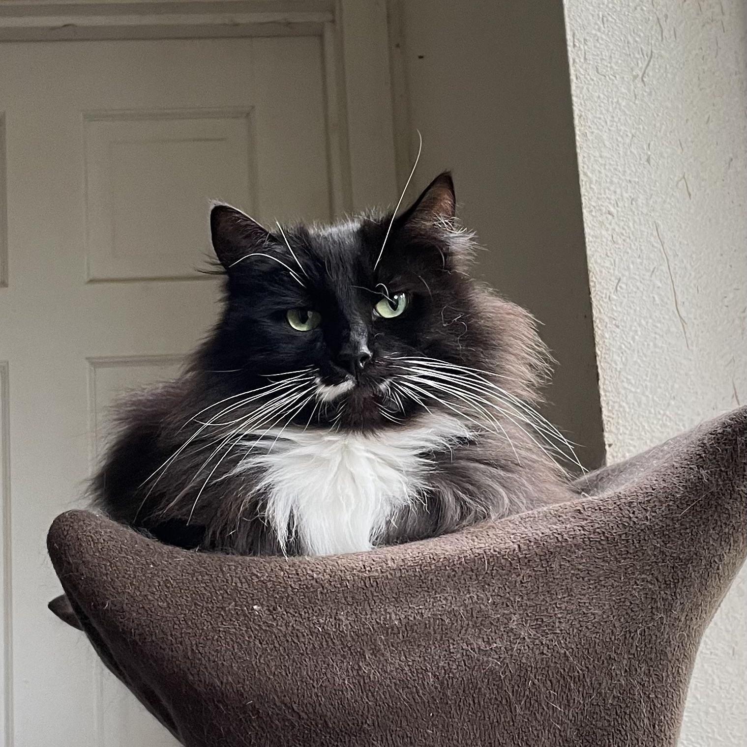 Enlarge Highland, a Adoptable mixed breed in Stanwood, WA image 2/4