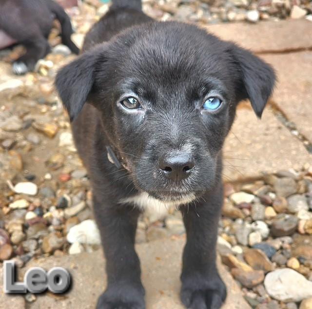 Leo