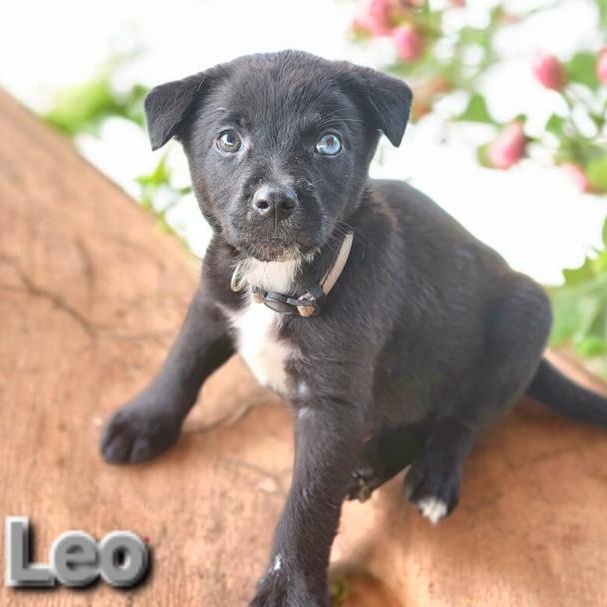 Leo