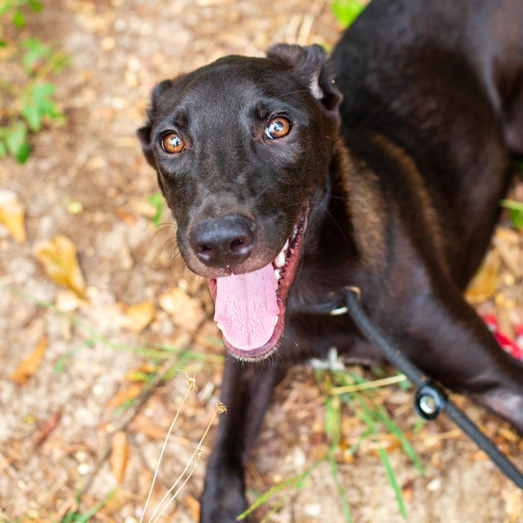Oboe, a Adoptable mixed breed in Novelty, OH image 1/2