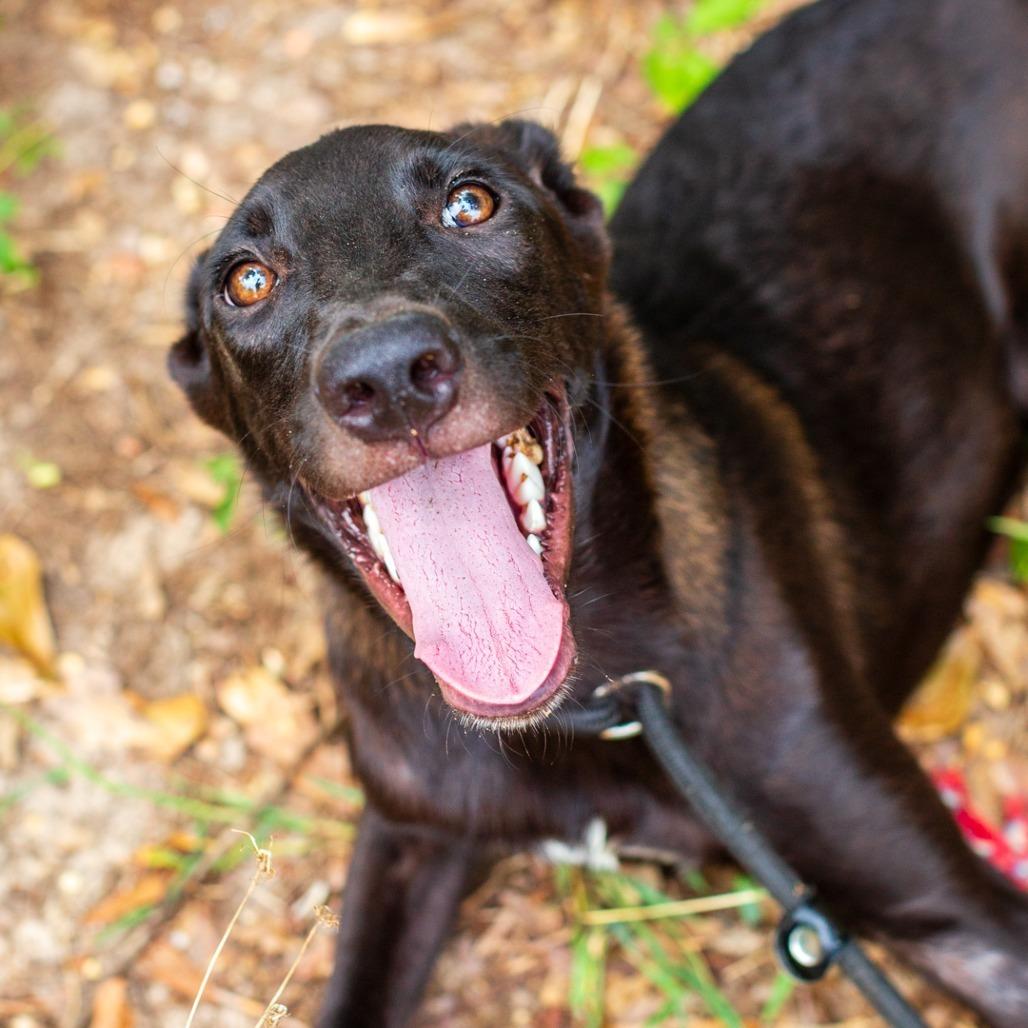 Oboe, a Adoptable mixed breed in Novelty, OH image 2/2