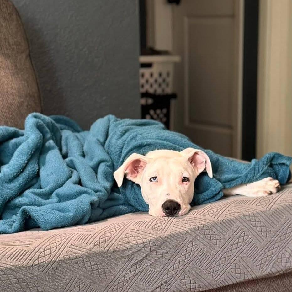 Atreyu, Adoptable, Adult Male Mixed Breed.