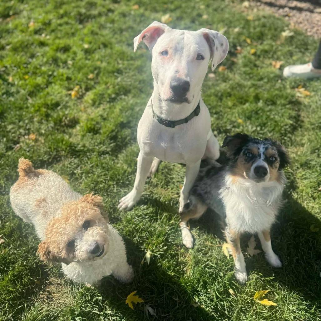 Enlarge Atreyu, a Adoptable Mixed Breed in Newton, IA image 2/5