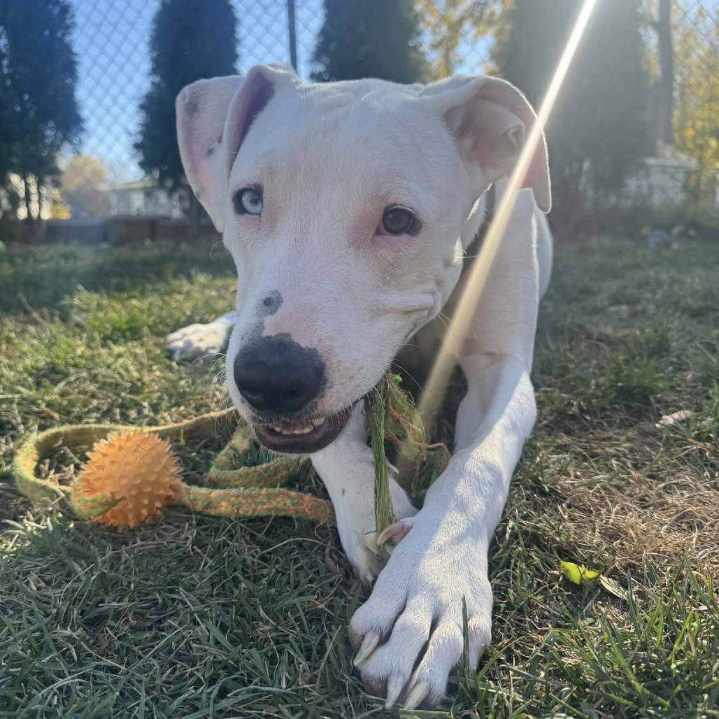 Enlarge Atreyu, a Adoptable Mixed Breed in Newton, IA image 3/5