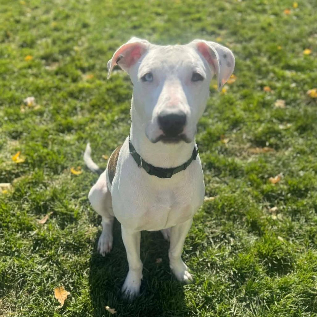 Enlarge Atreyu, a Adoptable Mixed Breed in Newton, IA image 4/5