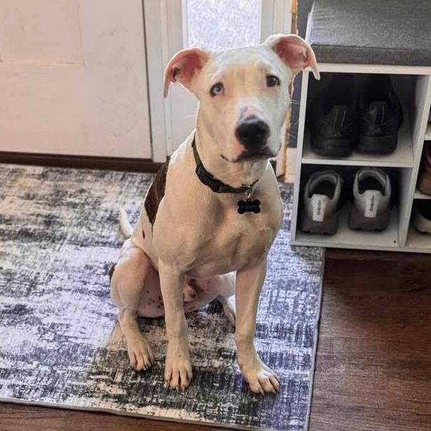 Enlarge Atreyu, a Adoptable Mixed Breed in Newton, IA image 5/5