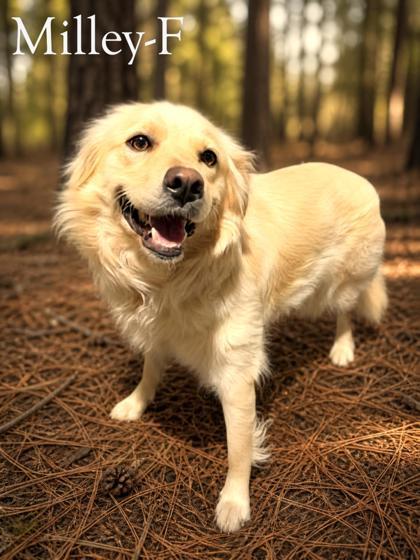 Enlarge Milley, a Adoptable mixed breed in Guntersville, AL image 1/1