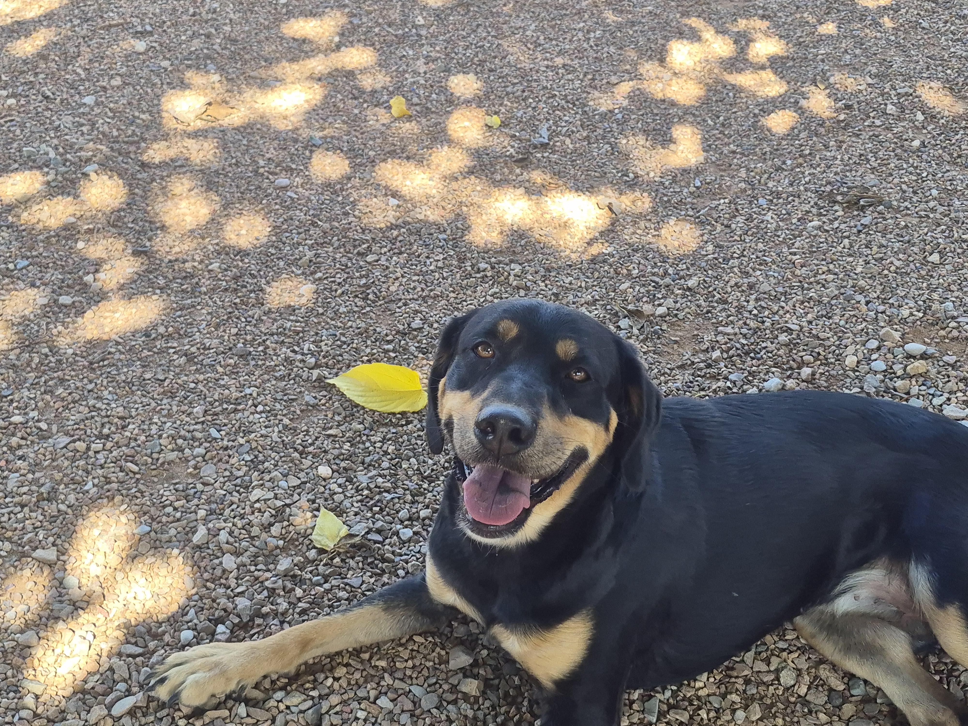 Enlarge Freya, a Adopted mixed breed in Tombstone, AZ image 2/6