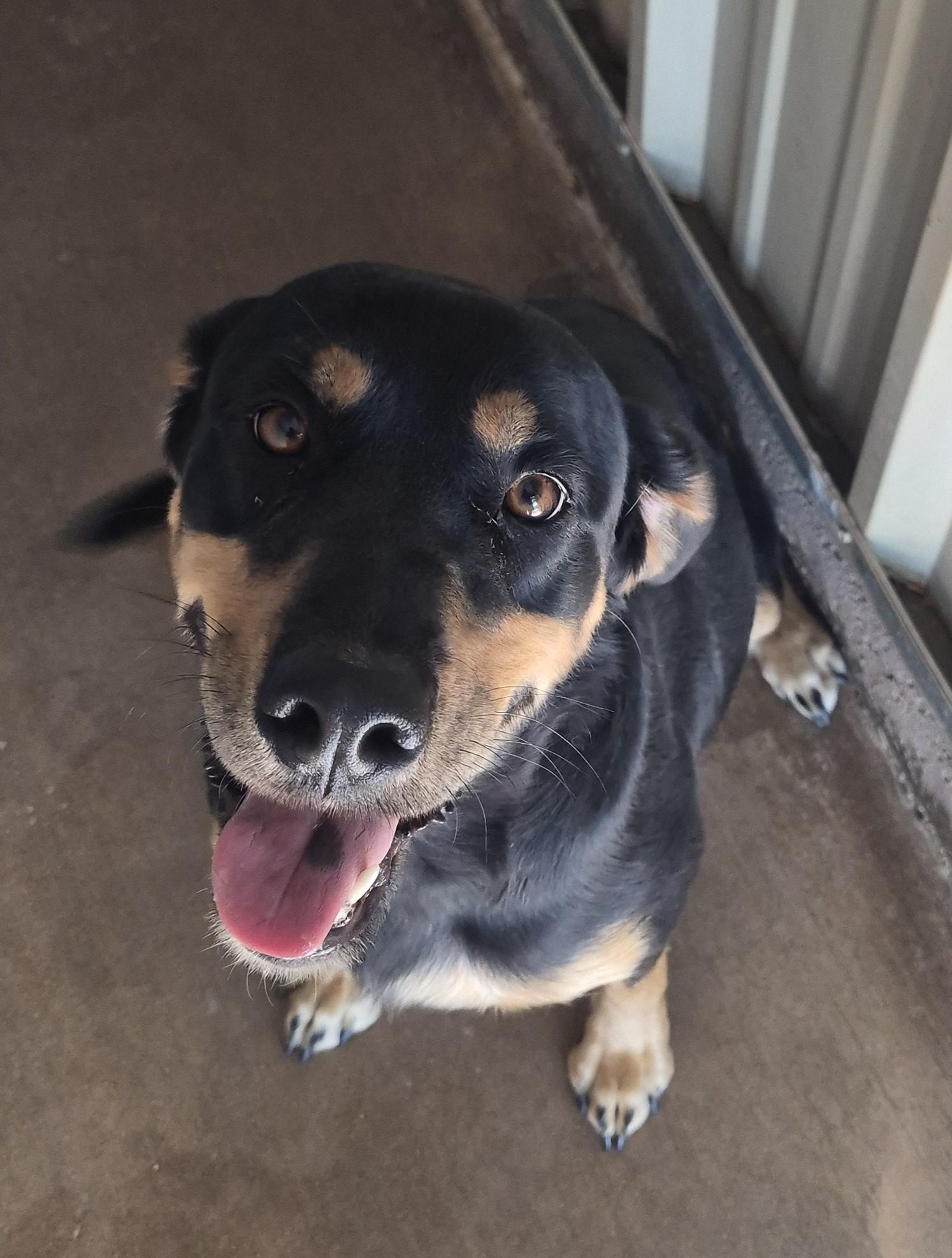 Freya, Adopted, Young Female Rottweiler.
