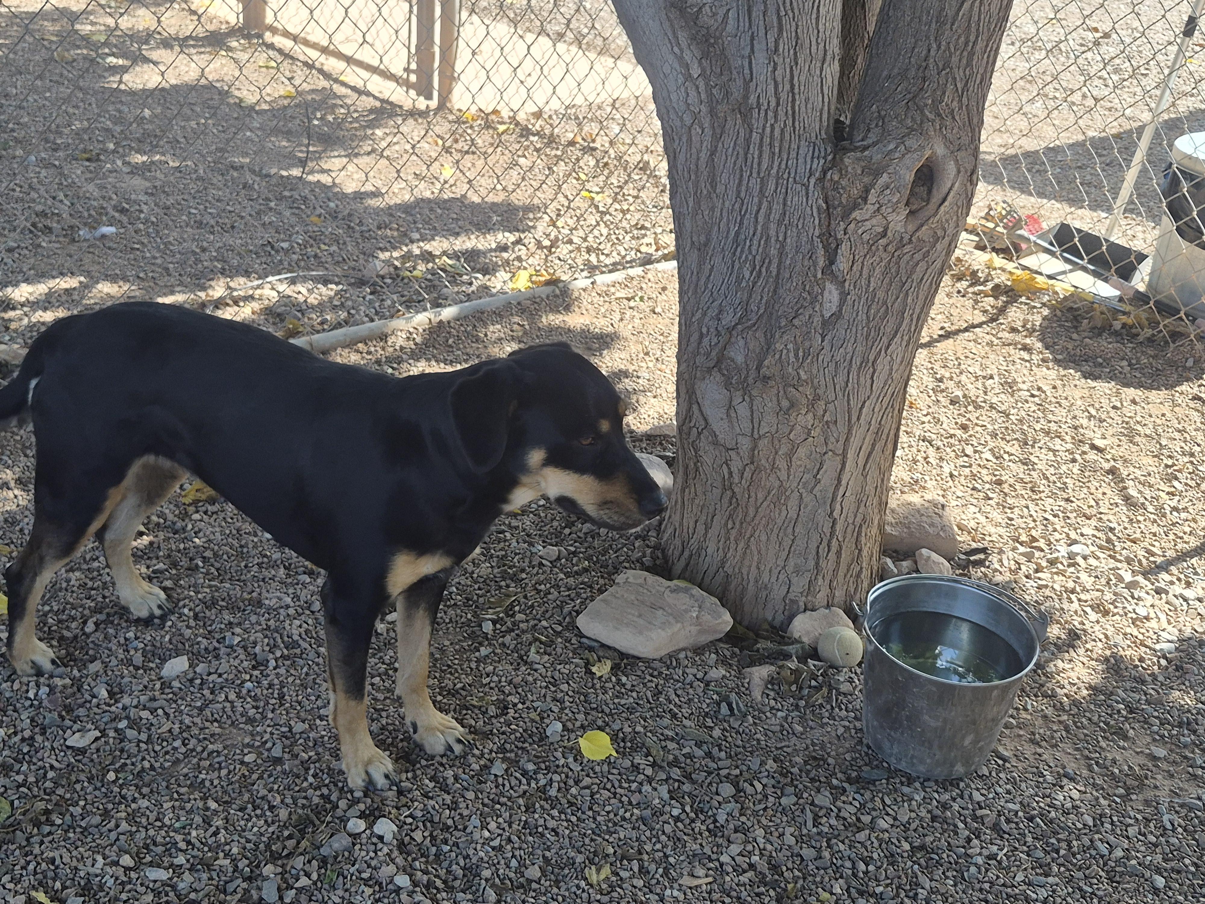 Enlarge Freya, a Adopted mixed breed in Tombstone, AZ image 4/6