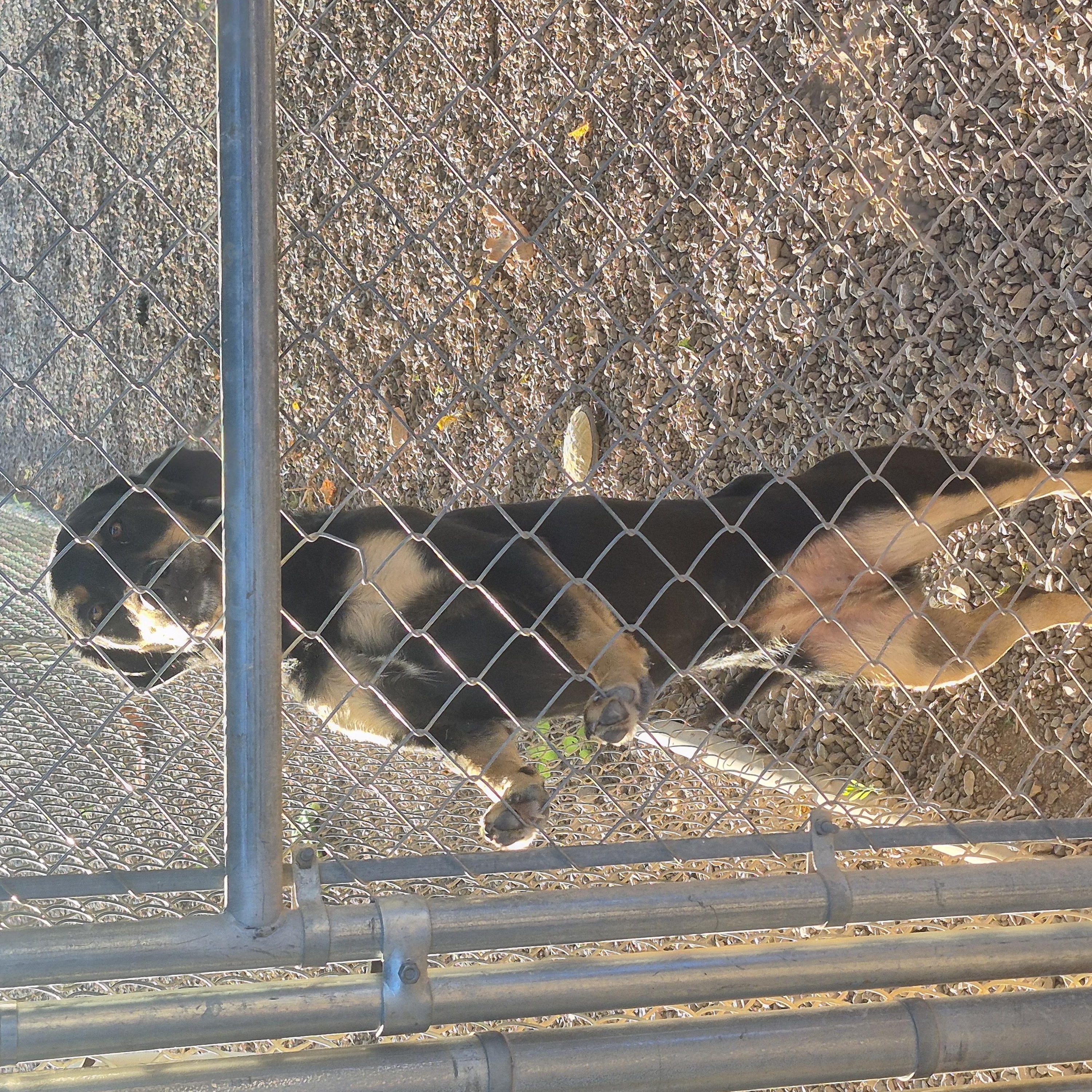 Enlarge Freya, a Adopted mixed breed in Tombstone, AZ image 5/6