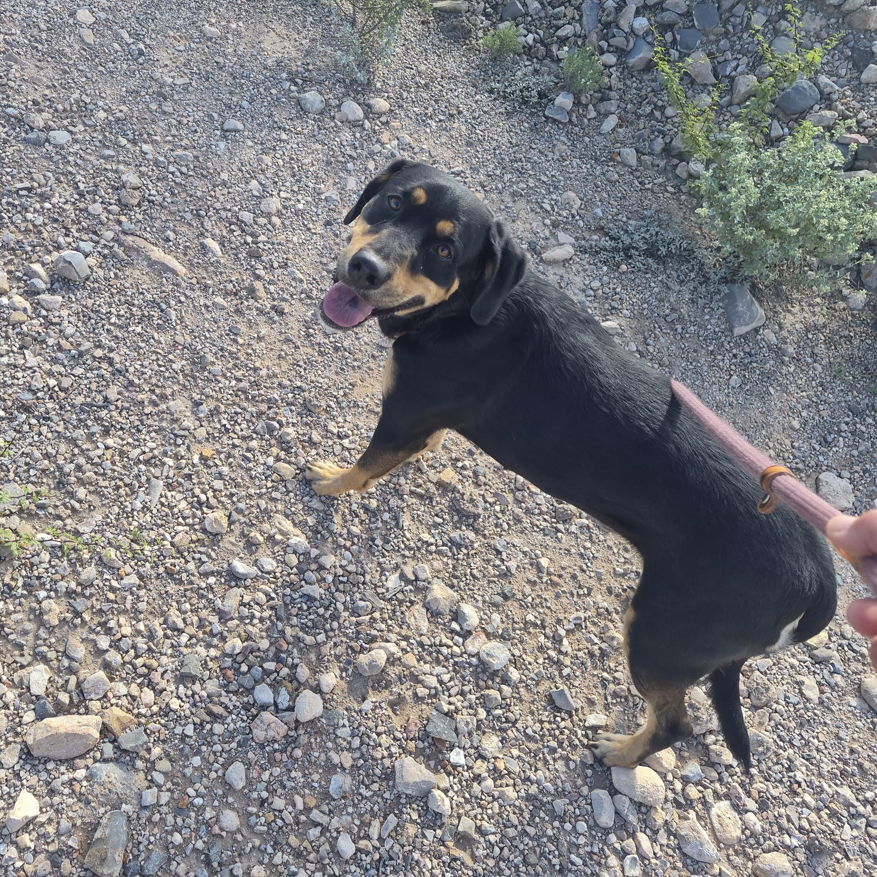 Enlarge Freya, a Adopted mixed breed in Tombstone, AZ image 3/6