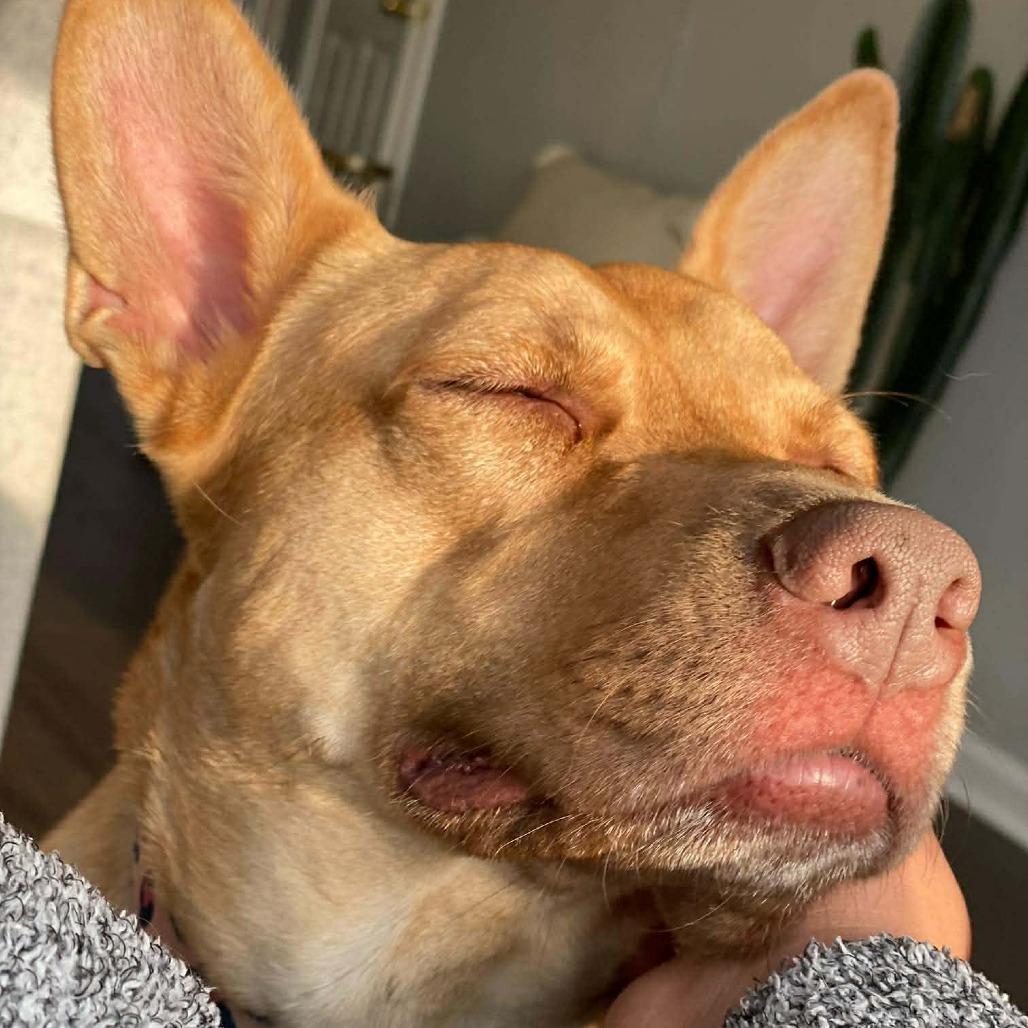 Gia, Adoptable, Senior Female Mixed Breed.