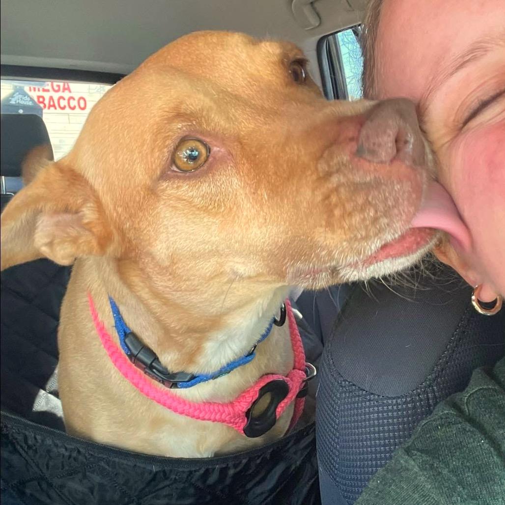 Enlarge Gia, a Adoptable Mixed Breed in Fredericksburg, VA image 1/6