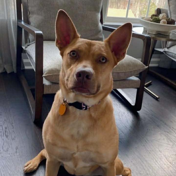 Enlarge Gia, a Adoptable Mixed Breed in Fredericksburg, VA image 2/5