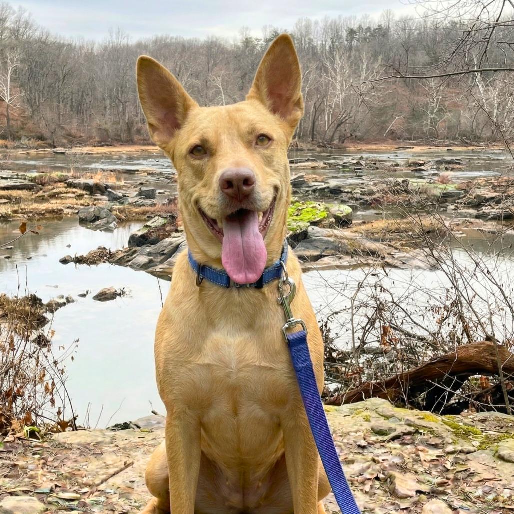 Enlarge Gia, a Adoptable Mixed Breed in Fredericksburg, VA image 4/5