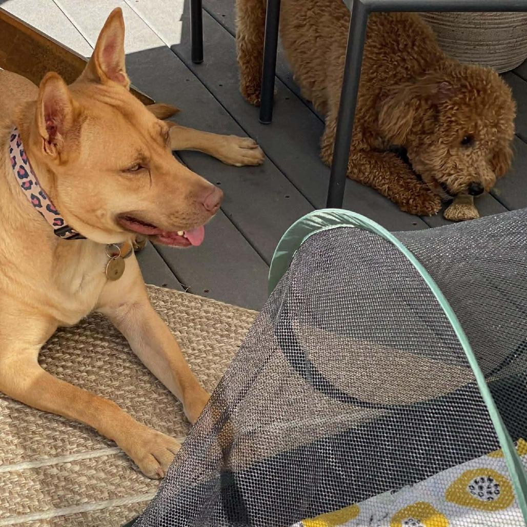 Enlarge Gia, a Adoptable Mixed Breed in Fredericksburg, VA image 3/6