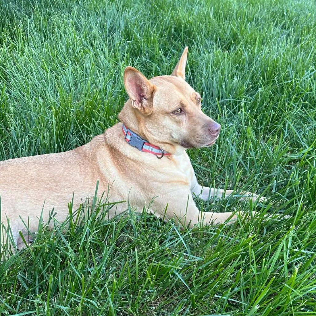 Enlarge Gia, a Adoptable Mixed Breed in Fredericksburg, VA image 4/6