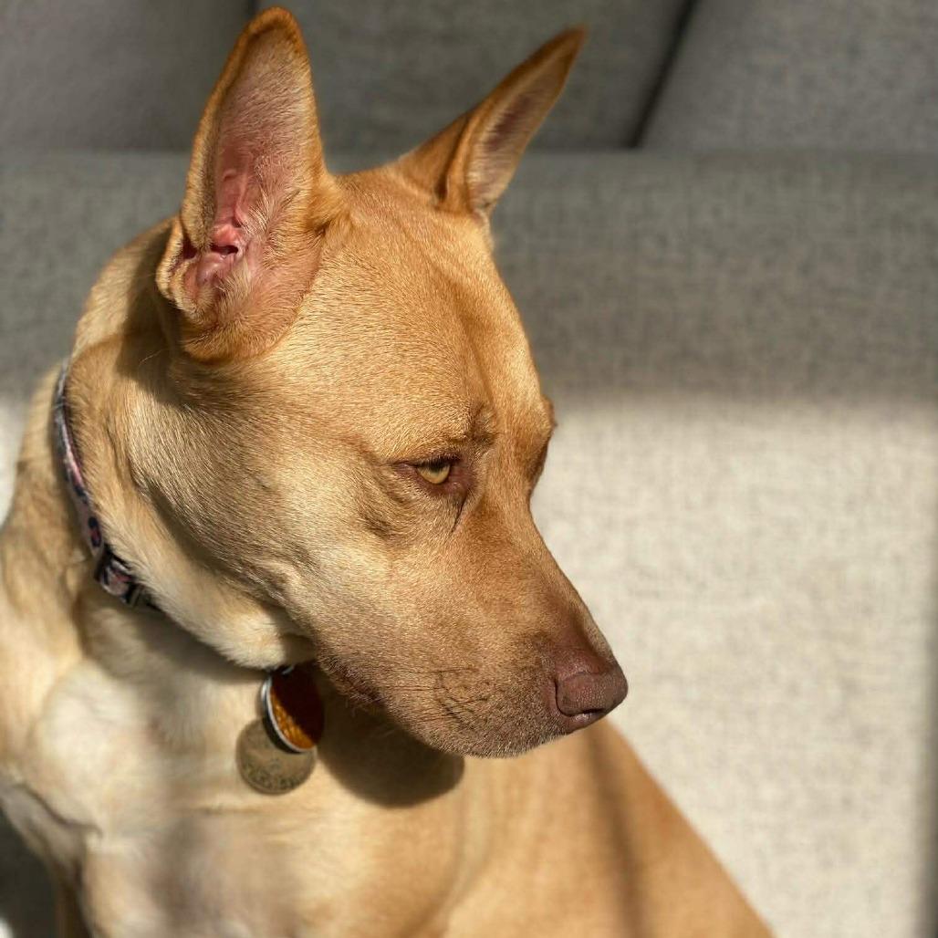 Enlarge Gia, a Adoptable Mixed Breed in Fredericksburg, VA image 5/6