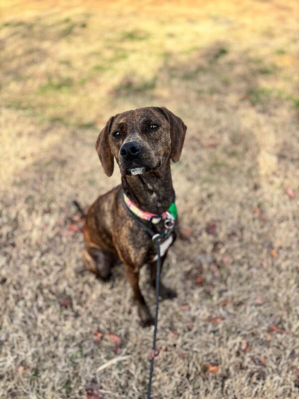 Pepper, Adoptable, Adult Female Plott Hound & Mixed Breed.