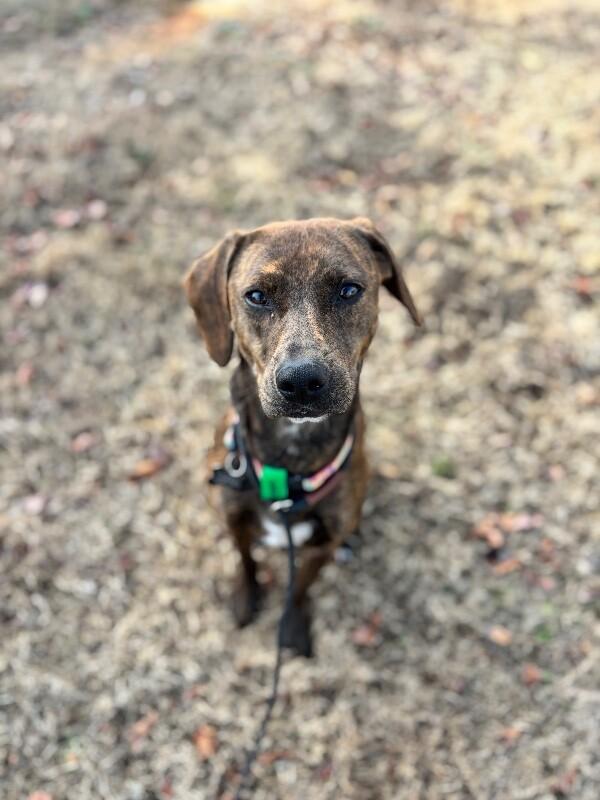 Enlarge Pepper, a Adoptable mixed breed in Berkeley Heights, NJ image 3/6