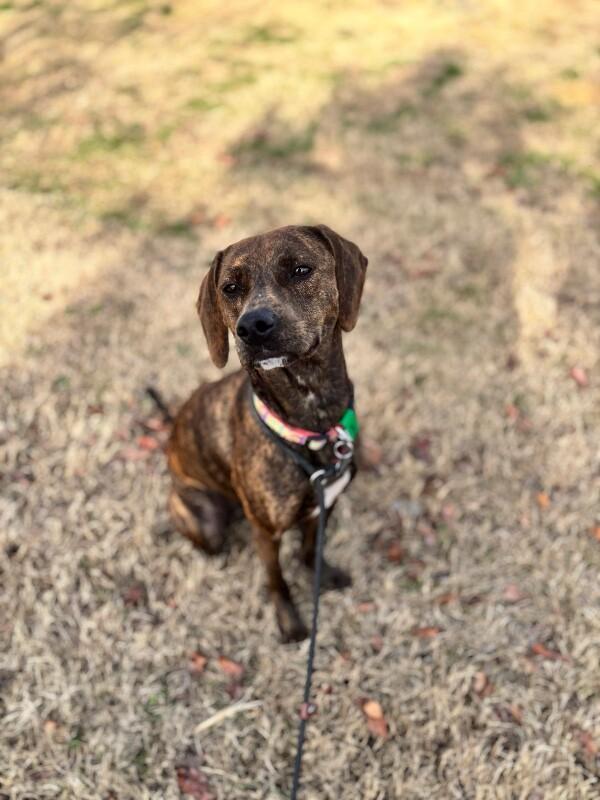 Enlarge Pepper, a Adoptable mixed breed in Berkeley Heights, NJ image 4/6