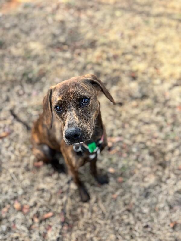 Enlarge Pepper, a Adoptable mixed breed in Berkeley Heights, NJ image 5/6