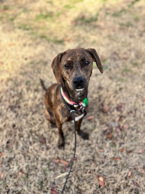 Enlarge Pepper, a Adoptable mixed breed in Berkeley Heights, NJ image 6/6