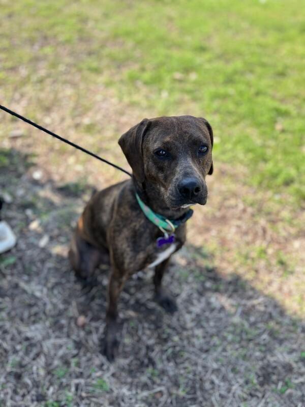 Enlarge Pepper, a Adoptable mixed breed in Berkeley Heights, NJ image 2/6