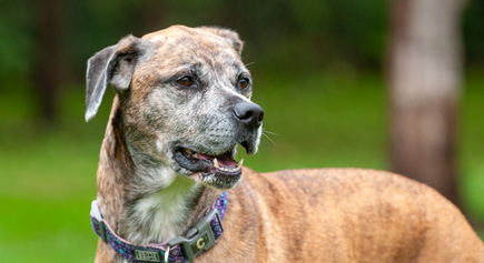 Doss, a Adoptable mixed breed in Carlsbad Springs, ON image 3/4