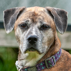 Doss, a Adoptable mixed breed in Carlsbad Springs, ON image 1/4