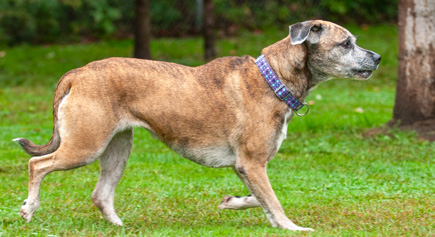 Doss, a Adoptable mixed breed in Carlsbad Springs, ON image 4/4